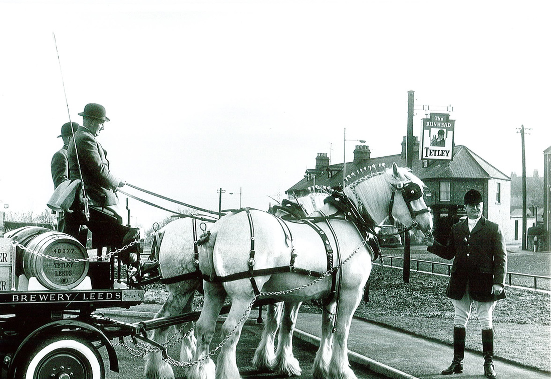 Magnificent Shire Horses of Tetley Brewery